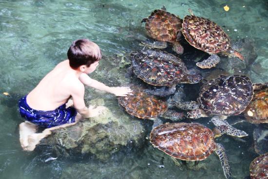 Mnarani Marine Turtles Conservation Pond